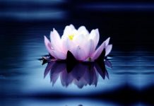 Protejat: Programul reaudierilor conferințelor online MCT-33-68